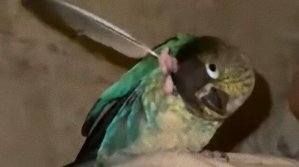 痒い所にだって手が届く インコはこうやって搔くんです 羽を使って頭を掻くインコ マランダー 痒い所にだって手が届く インコはこうやって搔くんです 羽を使って頭を掻くインコ マランダー