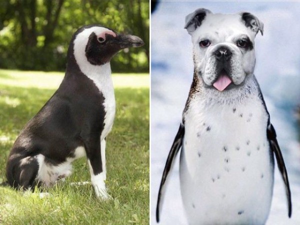 フォトショップでペンギンと猫 犬を合体させてみた さて どれが一番かわいいと思う マランダー