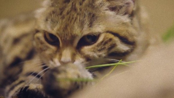 世界一小さくて獰猛な猫 キュート ワイルドなクロアシネコさんにズームイン マランダー