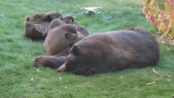 近所でクマの親子が昼寝をしているんだが…子熊を連れた母グマ