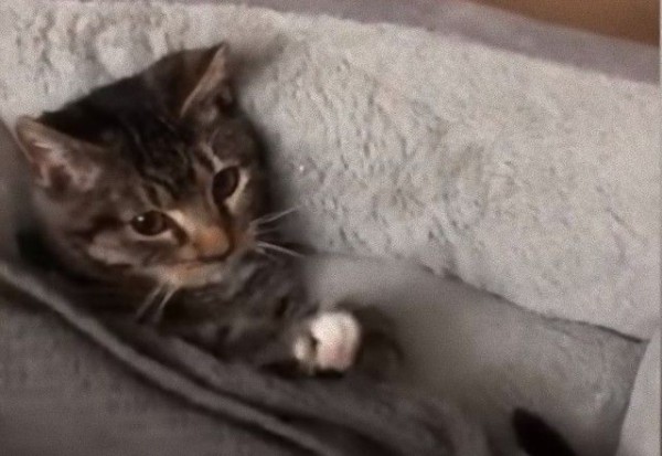 ねぇ あれはどこ あれがないと眠れないの ぬいぐるみを抱っこして眠りにつく子猫 マランダー