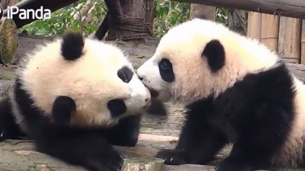 仲良きことは美しきかな キスしあう子パンダズのかわいいこと マランダー