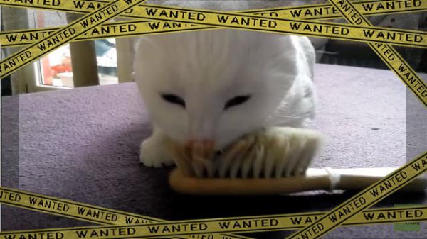 オレ、これ好き。ブラシ、いい匂い。ブラシへの執着が止まらないネコ 