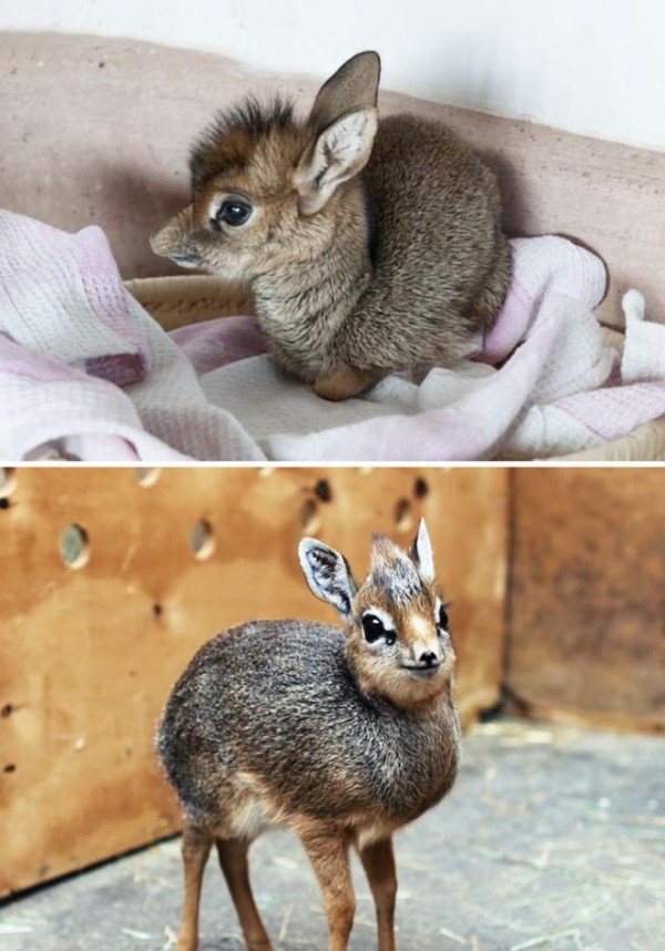 みんな違ってみんないい ちょっぴり珍しい動物の赤ちゃんズご紹介 マランダー