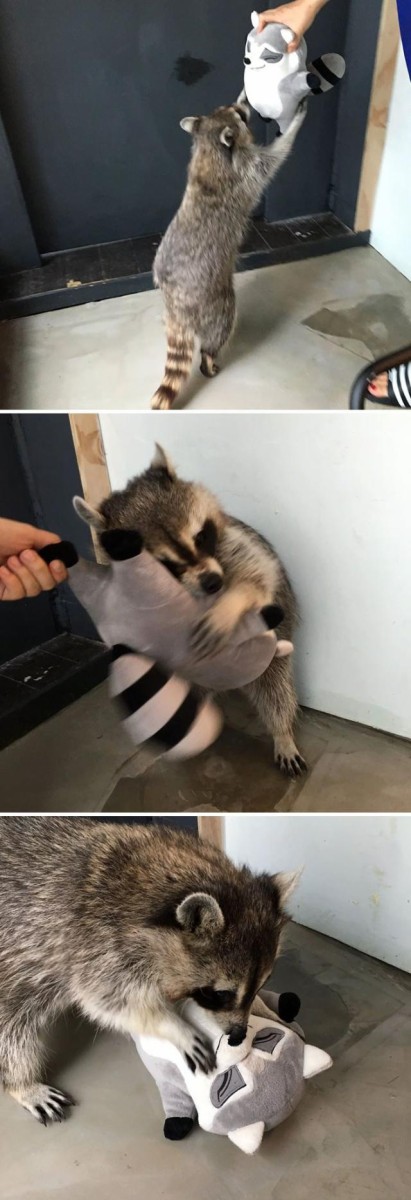 やっぱかわいいんだから アライグマの魅力がつまった画像集がみつかった マランダー