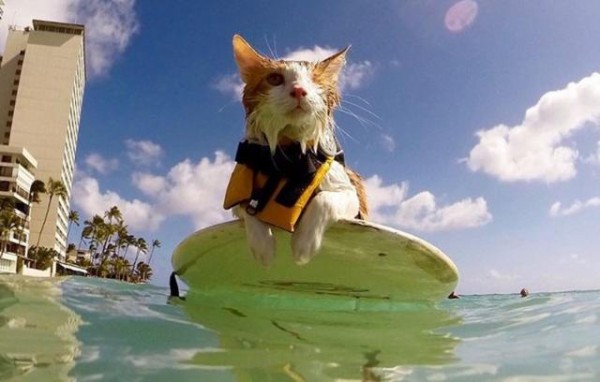 片目サーファーキャットのクリさん、今日もホノルルの海でビッグ