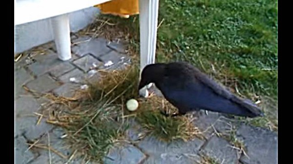 ピンポン玉だけにダッシュで追いかけるカラスと それを優しく見守る犬 マランダー