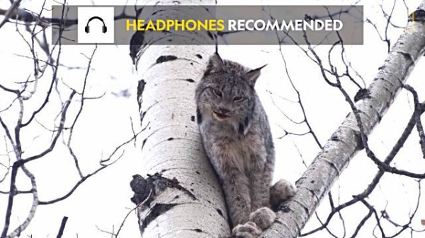 森をさまよっているときに聞こえてきたら怖いかも カナダオオヤマネコのの鳴き声 恋の季節にはこうなるらしい マランダー