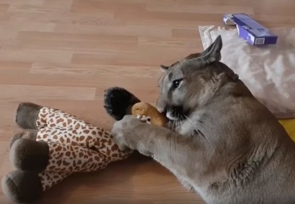 ピューマのメッシさん キリンのぬいぐるみと出会う 遊んでくわえて 一緒にゴロ ン マランダー