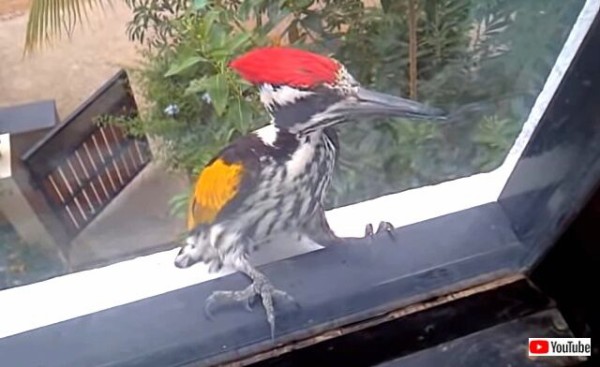 コココココン ワイが本気だせばこんなもん キツツキが家のガラス窓を鬼突きしていた件 マランダー