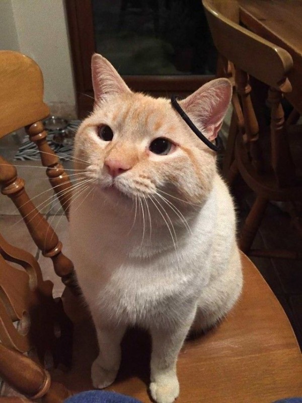 うちの可愛いアホ猫を見てくれ アレコレやらかしちゃった猫たちの所業詰め合わせ マランダー