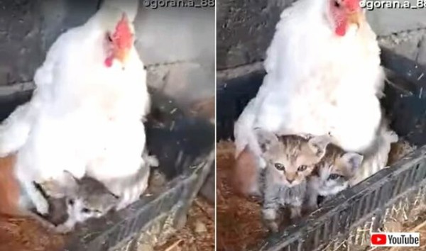 鶏のお母さん うちの子たちに構わないで と 3匹の子猫の面倒を見る マランダー