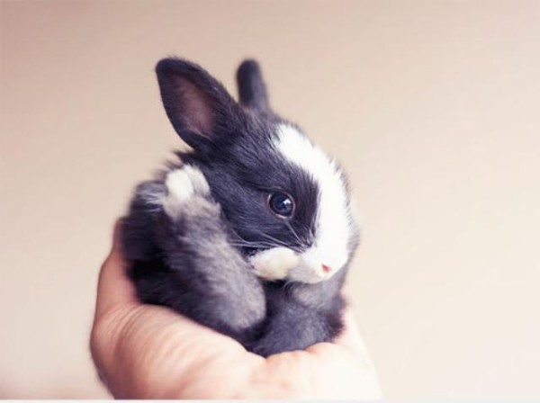 ウサギの赤ちゃんが生まれた 赤ちゃんウサギの生後30日間を撮影した成長記録を見てみよう マランダー
