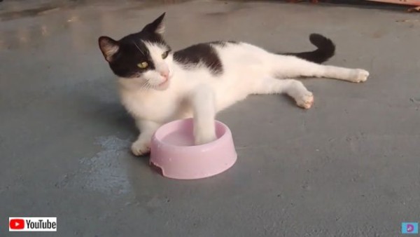 だって効率だけじゃないから 怠惰な水の飲み方が話題になっている猫 マランダー