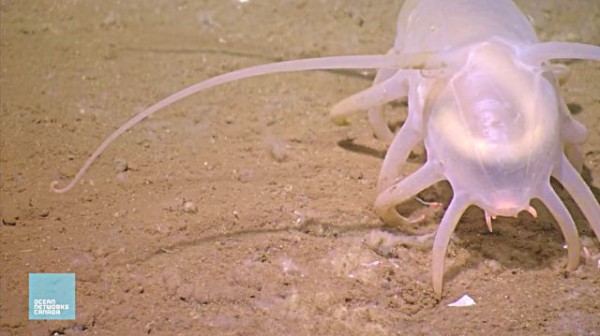 キモカワキレイ 深海のセンジュナマコさんの優雅な動きをご覧ください マランダー キモカワキレイ 深海のセンジュナマコさんの優雅な動きをご覧ください マランダー