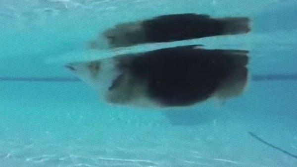 犬だもの犬かきするわい コーギーが泳いでるとこ 水中から撮影してみた マランダー