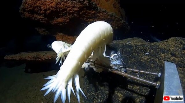 マリアナ海溝に潜ってみた そこで見た深海の不可思議で美しい生き物たちとは マランダー