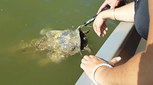 いやソレ 最初から無理があったと思うよ カメを一飲みにしようとしたナマズの失敗 マランダー