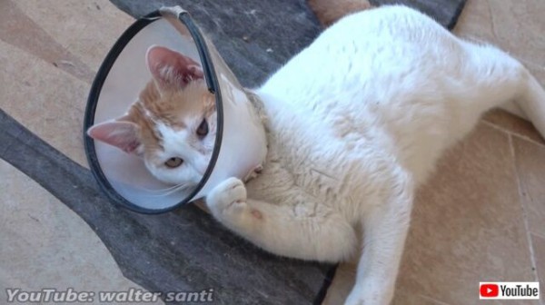 トルコの居候猫たちに子猫が参入 だが このカラー許さにゃい と復讐に燃えている模様 マランダー