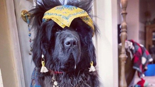 ロックダウン中 愛犬のヘアスタイルに時間を捧げた飼い主の記録 マランダー