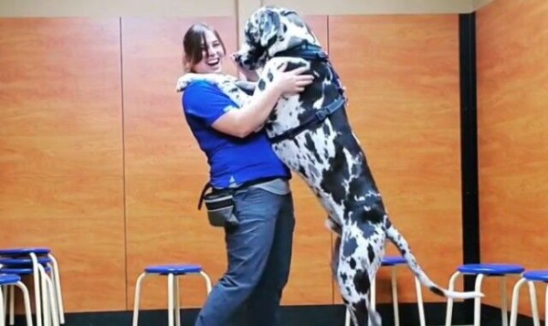 なんと1歳でこのでかさ 大型犬と人間が並んで身長を比べてみた結果 マランダー なんと1歳でこのでかさ 大型犬と人間が並んで身長を比べてみた結果 マランダー
