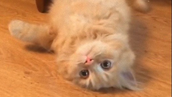 ソファの下から猫が現れた 芸達者で一人上手な子猫のズサー マランダー