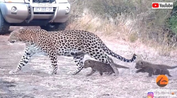 途中で止まっちゃダメよ 道路の渡り方を子供に教えるヒョウのお母さん マランダー