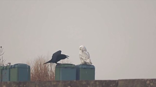 ボーイ ミーツ ガール 何がカラスにそうさせたか カラスとフクロウの微妙な関係はこの後すぐ マランダー ボーイ ミーツ ガール 何がカラスにそうさせたか カラスとフクロウの微妙な関係はこの後すぐ マランダー