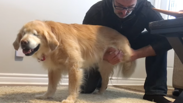 盲目のセラピー犬スマイリーさん マッサージが気持ちよくてこの笑顔 マランダー