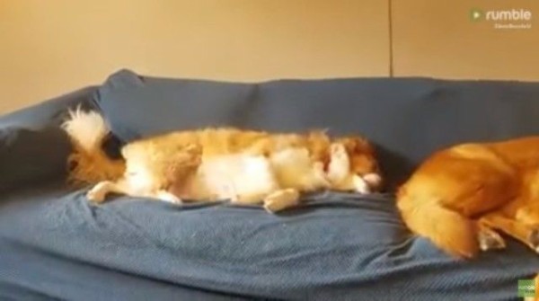 いったいどんな夢を見ているんだろう 眠りながら走り続ける犬 マランダー