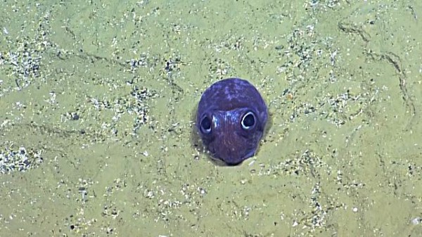 これなんぞ おメメの印象的な生き物を発見 深海探査船からのライブ映像をお楽しみください マランダー