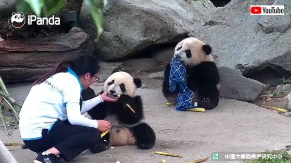 ズルいよ ボクにもちょうだいよ パンダ子パンダと飼育員さんたちの愉快な日常的風景 マランダー