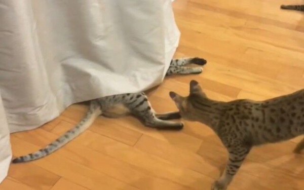 日向で2ひきがきゃっきゃうふふ サバンナキャットたち カーテンでかくれんぼ マランダー