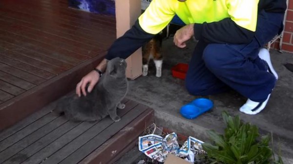 尻尾の付け根をカキカキされて 歓喜の鳴き声が止まらない猫の生態 マランダー