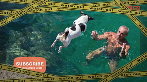 さあ 飛ぶよ 美しいマルタの海で シンクロナイズド ダイビングをキメる犬 マランダー