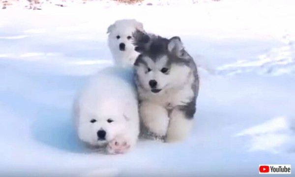 無敵のふわもこ子犬たちには銀世界が良く似合う 雪の中のころころマラミュートベイビーズ マランダー