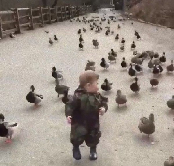 鳥たちによるアポカリプス 逃げても逃げてもカモが大群で追いかけてくるよ マランダー