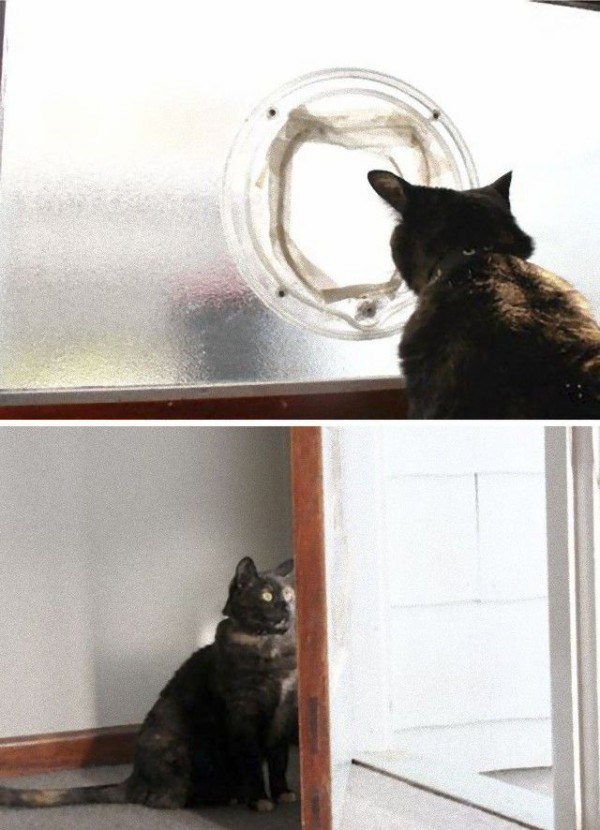 うちの可愛いアホ猫を見てくれ アレコレやらかしちゃった猫たちの所業詰め合わせ マランダー