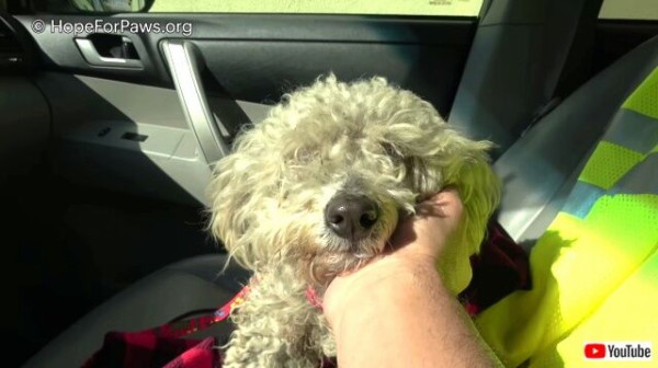 Hope For Paws 高速道路の真ん中に犬が Lapdとタッグを組んでの救出大作戦 マランダー
