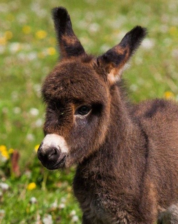 春はなんだか優しい気分で満たされたい 可愛いロバの赤ちゃんたちを愛でよう マランダー