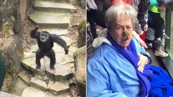 チンパンジーがおばあちゃんに自作のおみやげをぶつけた 糞投げ注意 マランダー
