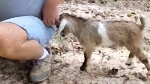 この岩どけたいんじゃ 子ヤギの見せたかわいいど根性頭突き マランダー