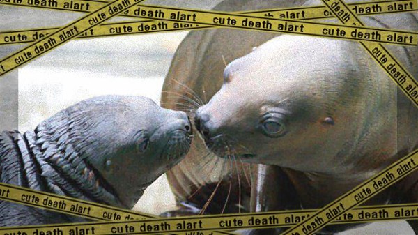 思わず おかあさん って呼んでみたくなる 動物の赤ちゃんとママのほっこり画像詰め合わせ マランダー 思わず おかあさん って呼んでみたくなる 動物の赤ちゃんとママのほっこり画像詰め合わせ マランダー