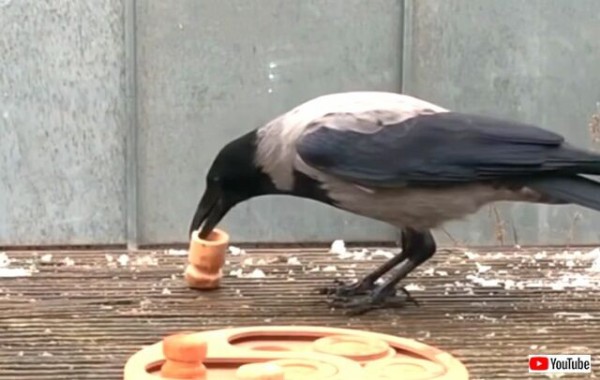 カラスたちは既に家族の一員なの ドイツ発 庭に遊びに来るカラスたちと交流する女性のストーリー マランダー カラスたちは既に家族の一員なの ドイツ発 庭に遊びに来るカラスたちと交流する女性のストーリー マランダー