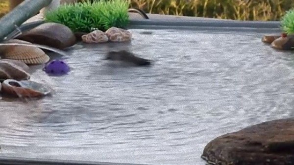 お疲れのあなたに 手作りの水浴び場でチャプチャプするハチドリさんを見てほっこりしよう マランダー