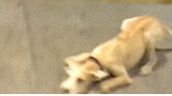 10日間ずっと待ってた 愛犬と飼い主の再会 はしゃぎすぎて通行人にっこり マランダー