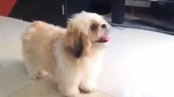 お尻はどこ と聞かれると はいどうぞ と真摯な瞳で見せてくれる犬の愛くるしさ マランダー