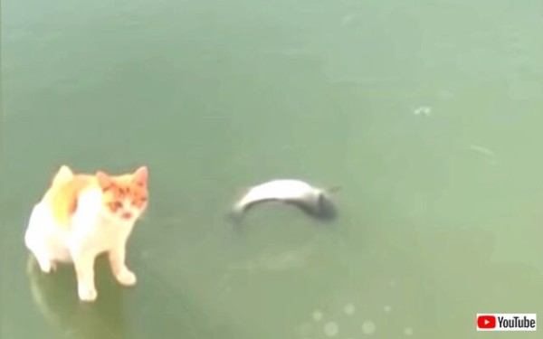 さすがの猫もこれは「無理にゃ！」凍り付いた池で魚を取ろうと頑張って 