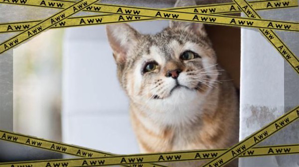 猫たちにまた光を見せてあげたい。生まれつきまぶたのない猫たちが 