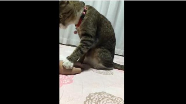 ちりんちりん鳴らすのやめ や 鈴を鳴らすのを断固拒否する猫 マランダー